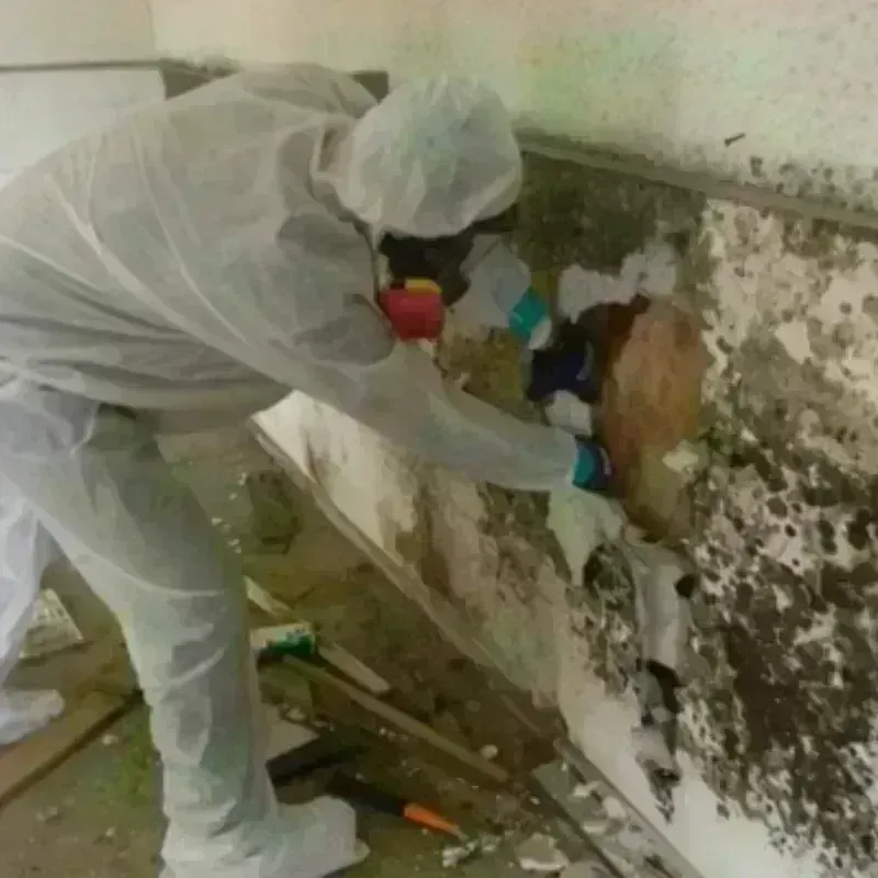 Mold Remediation and Removal in Cherry Hill, NJ